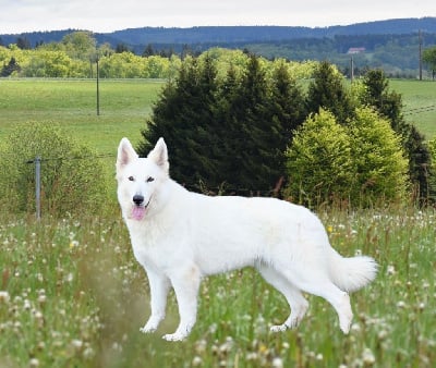 Étalon Berger Blanc Suisse - Toscane du Domaine de Criska