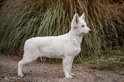 Alba Des Blancs De La Pierre Lune