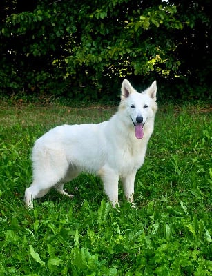 Étalon Berger Blanc Suisse - Kate du Domaine de Criska