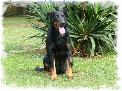 Étalon Berger de Beauce - Original's d'hazurra Des Divins Bergers