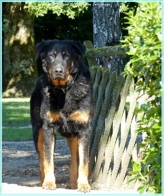 Étalon Berger de Beauce - Nuance de green des Feuilleuses