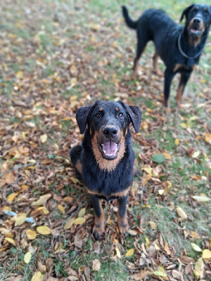 Étalon Berger de Beauce - Ada shelby Du Songe De La Lune Noire