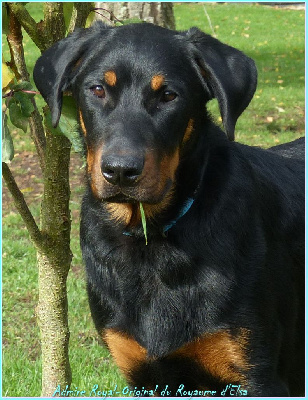 Étalon Berger de Beauce - Admire-royal-original du Royaume D'Elsa