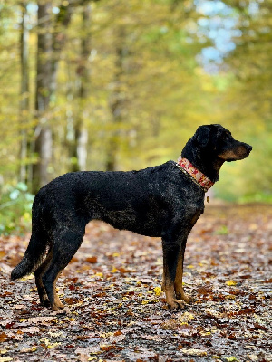 Étalon Berger de Beauce - Titane Du Songe De La Lune Noire