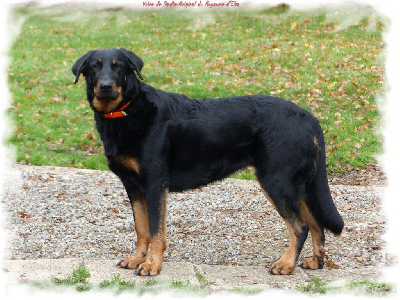 Étalon Berger de Beauce - Voïce de sindia-original du Royaume D'Elsa