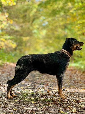 Étalon Berger de Beauce - Vinka Du Songe De La Lune Noire