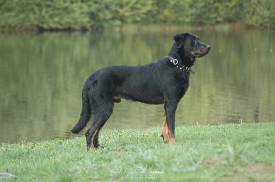 Étalon Berger de Beauce - Ulyx del Castèl al Lugana