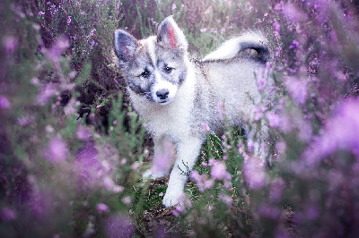 Étalon Berger islandais - Alfheim anja Des Bergers Janga