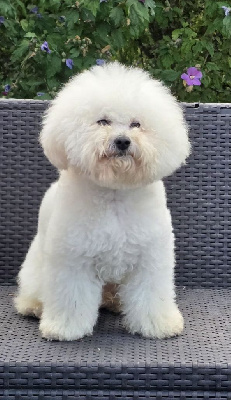 Étalon Bichon Frise - Ritournelle pirouette Des Nébuleuses D'anthéa