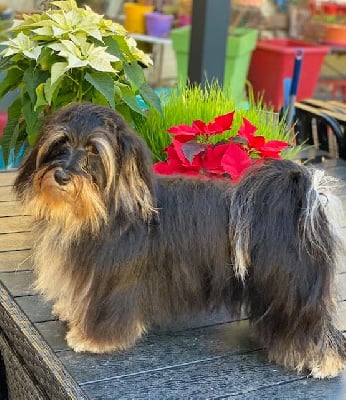 Tequila a gogo du buisson de la passe