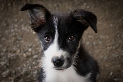 Étalon Border Collie - Aime De L'Echo Des Alpages