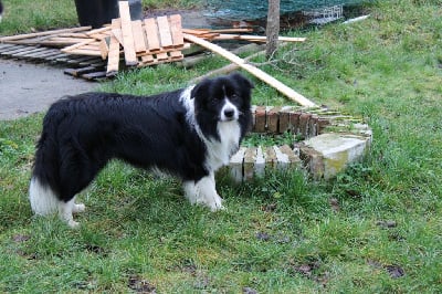 Étalon Border Collie - Ultime boy at alba'eyes from dingo's home