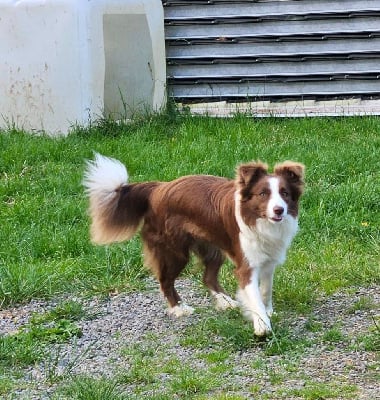 Étalon Border Collie - Wolf red wick at alba'eyes from izzy's footsteps