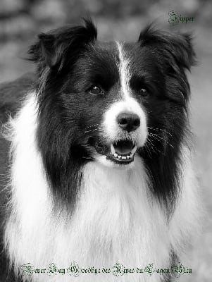 Étalon Border Collie - Never say goodbye des Rives du Lagon Bleu