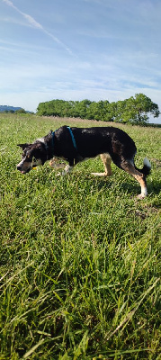 Étalon Border Collie - Ultime utopie Des Vives Etoiles D’Argent