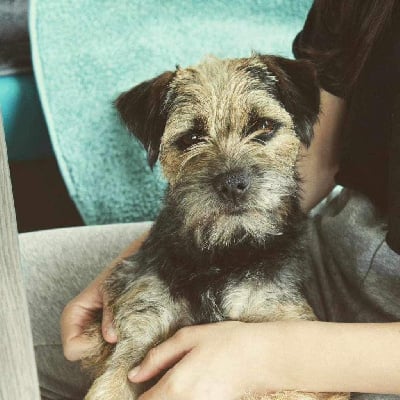 Étalon Border Terrier - Terez Des Brumes De Kalhan