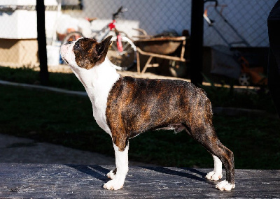 Étalon Boston Terrier - Hugo boss divina stella