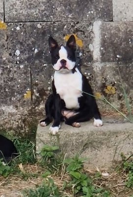 Étalon Boston Terrier - Umpa lumpa de Milantosa