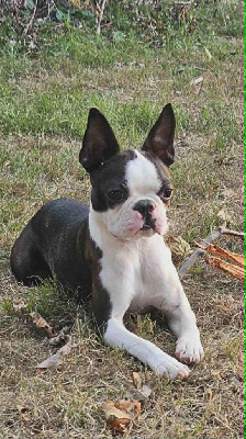 Étalon Boston Terrier - Soulmates Never Die Vision to the future