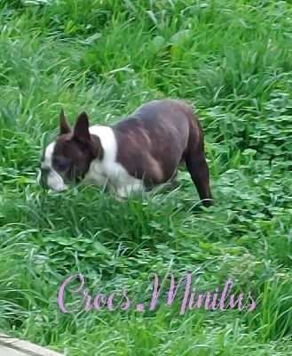 Étalon Boston Terrier - Odin de Crocs Minilus