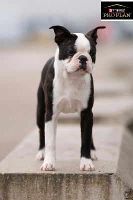 Étalon Boston Terrier - Arabesque Sweeties Doggies