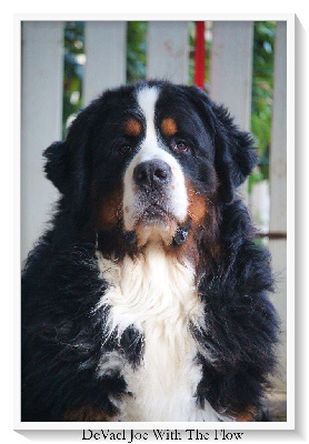 Étalon Bouvier Bernois - devael Joe with the flow