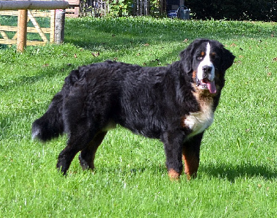 Étalon Bouvier Bernois - Uther De La Colline D'Eole