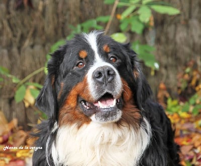 Étalon Bouvier Bernois - Uhu du Haras de la Vergne