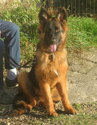 Étalon Bouvier Bernois - CH. Anouck kaïko (Sans Affixe)