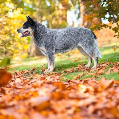 Étalon Bouvier australien - acd rutkowscy Mj mackenzie