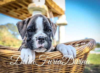 Étalon Boxer - Aiyana Della Furia Divina