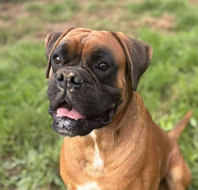 Étalon Boxer - Uno des Mille Fontaines