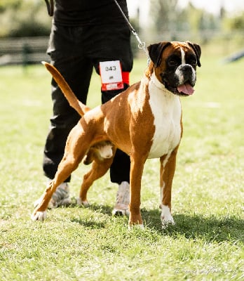 Étalon Boxer - CH. Ty'malo des murmures de l'océan