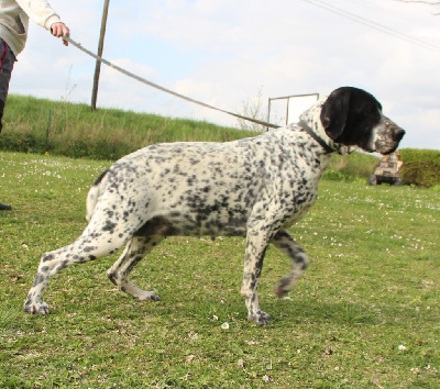 Étalon Braque d'Auvergne - Tic du Paradis des Edelweiss