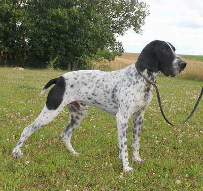 Étalon Braque d'Auvergne - Un bleu Des sources de la hulotte