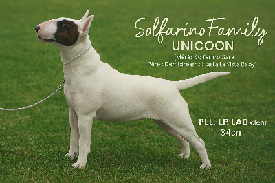 Étalon Bull Terrier Miniature - Solfarino Family Unicoon