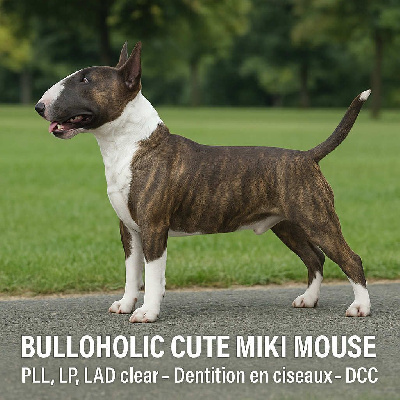 Étalon Bull Terrier Miniature - bulloholic Cute miki mouse