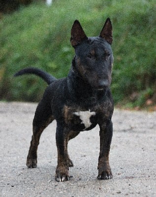 Étalon Bull Terrier Miniature - Alpha Du Domaine Des Démons Bretons