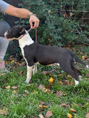 Étalon Bull Terrier Miniature - Abby Des Minis De Ryosie