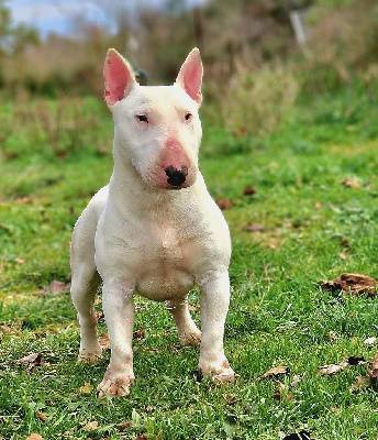 Étalon Bull Terrier Miniature - Spirit Of Liberty Ubogoss