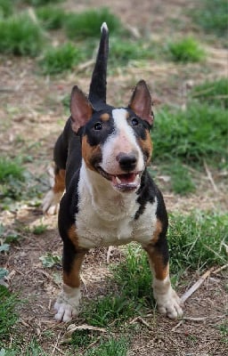 Étalon Bull Terrier Miniature - Spirit Of Liberty Ursula