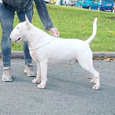 CH. gorbain Hell to pay