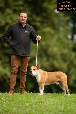 Étalon Bulldog continental - Truman de la Féerie de l'Hermine