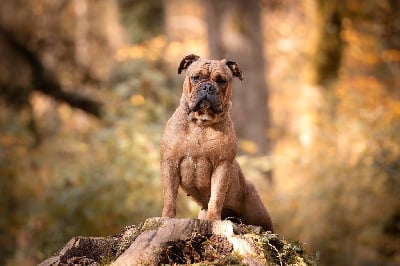 Étalon Bulldog continental - Vilaine beauté du val de gloire