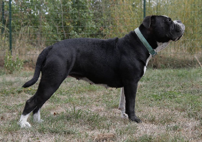 Étalon Bulldog continental - V i p Du Clan D'Arellyan