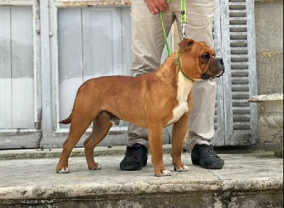 Étalon Bulldog continental - Vvolverine Des Dieux De L'arène
