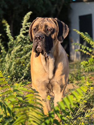 Étalon Cane Corso - Vedodge Du Clan De Nemausus