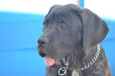 Étalon Cane Corso - Palazzo-Casanova Tyson