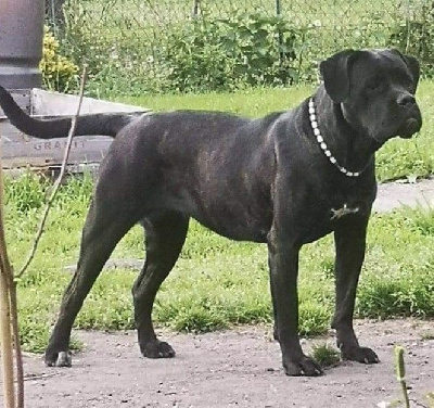 Étalon Cane Corso - Sacree molly By Gin'Aya