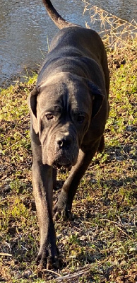 Étalon Cane Corso - Texas de Roz Ar Gall